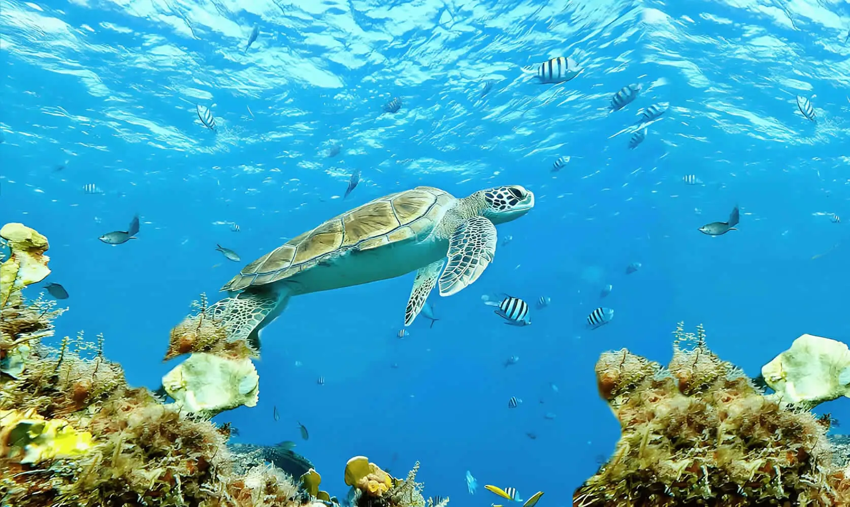 Snorkeling con tortugas Tulum